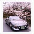 笠寺観音桜①(2005年過去 ...