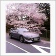 笠寺観音桜②(2005年過去 ...
