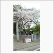 桜巡り②