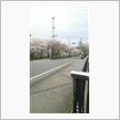 桜巡り③