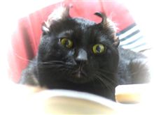 血統書付き？！