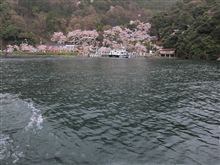 海津大崎の桜 海津大崎の桜