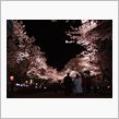 【夜桜鑑賞】出張先にて