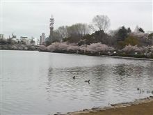 水戸偕楽園は桜満開でも帰りは迷子に…。 水戸偕楽園は桜満開でも帰りは迷子に…。
