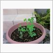 ツタンカーメンの豆が発芽しました