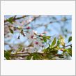 桜は散ったけど