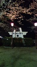 夜桜 