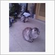 迷い猫