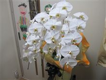 胡蝶蘭(*^_^*) 胡蝶蘭(*^_^*)