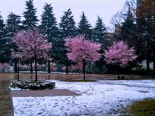 雪見桜