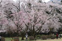 花見