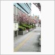 桜巡り④