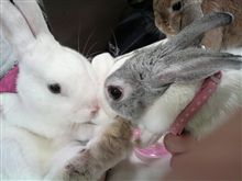 うさオフ！