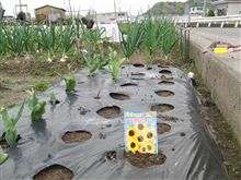枝咲き　ひまわり　ﾐﾗｸﾙﾋﾞｰﾑ