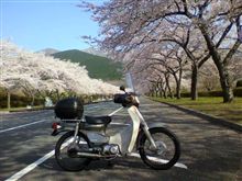 お花見・・