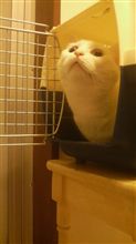 シロのおもしろい癖① シロのおもしろい癖①