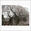 奈良公園