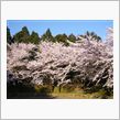 桜満開です