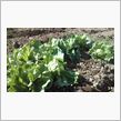 野菜高騰なので助かります