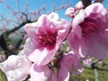 桃の花をマクロ固定撮影してみました!(b^ー&#176;)