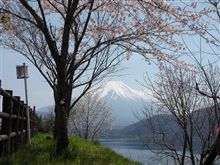 桜と富士山