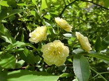 モッコウバラ開花