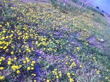 今度は、この花が見頃(o^∀^o)