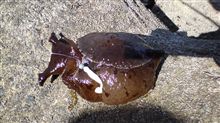 なんか変なもん釣れました