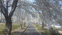 桜を求めて