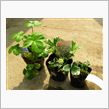 黄色と紫色のイチゴが仲間入り