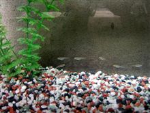 メダカの水槽を掃除しました。