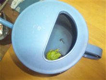 大事件…　ペット脱走に　高速逆走…
