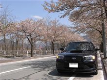 GWは桜満開！
