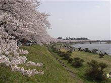 GWは桜満開！秋田編