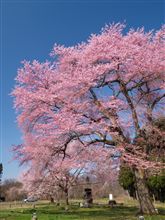 山形・置賜　釜ノ越桜 