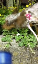 タンポホ大好き！