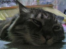 おいらもうダメぇ～～～(=&gt;・&lt;=) 