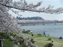 ～東北・北海道の名桜と美食めぐり～