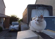 にゃーん。