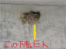 今年もこの季節が・・・・(^_^;)