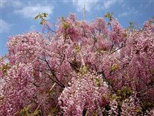 南足柄で野ふじを見て御殿場某所へ（その１）