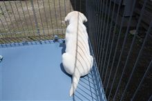犬日和