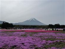 富士芝桜まつり