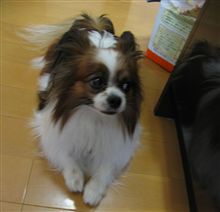 ついに、やらかした! ついに、やらかした!