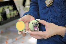 夕張メロン熊出没中　１日２００個売れる人気商品 