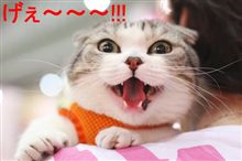ラブストーリーは突然に♪／にゃんこё