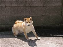 天の本能、子雀の災難