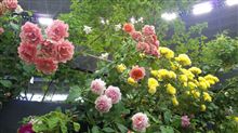 第12回国際バラとガーデニングショウ