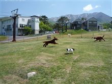 愛犬2歳に