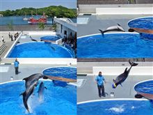 イルカがゴロゴロ